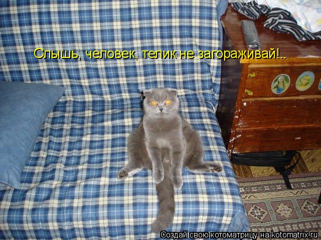 Слышь, человек, телик не загораживай!..... Котоматрица: Слышь, человек, телик не загораживай!..