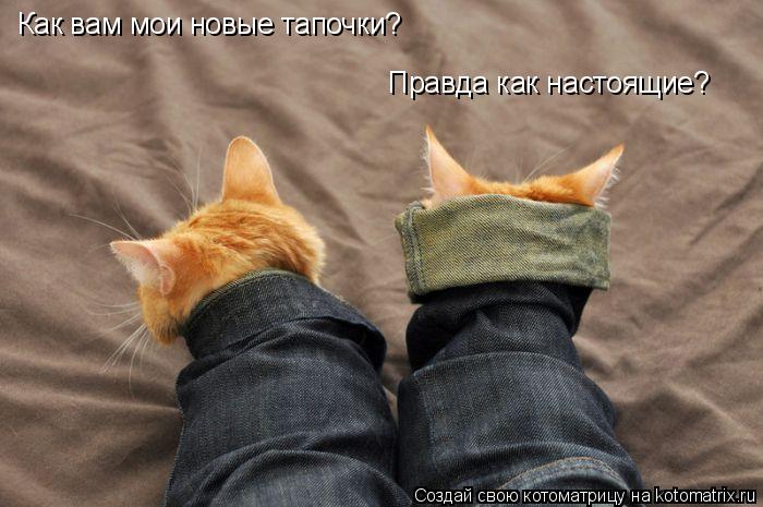 Как вам мои новые тапочки? Правда как настоящие?... Котоматрица: Как вам мои новые тапочки? Правда как настоящие?