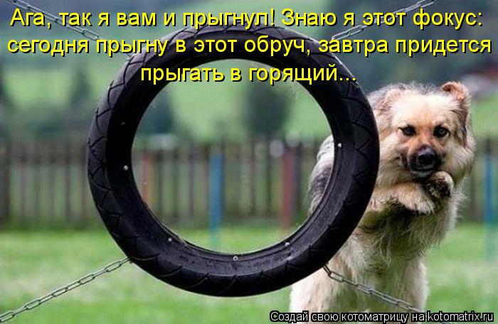 Ага, так я вам и прыгнул! Знаю я этот фокус: сегодня прыгну в этот обруч, завтра придется прыгать в ... Котоматрица: Ага, так я вам и прыгнул! Знаю я этот фокус: сегодня прыгну в этот обруч, завтра придется прыгать в горящий...