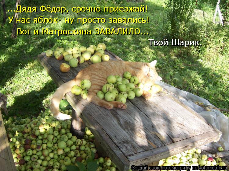 ...Дядя Фёдор, срочно приезжай! У нас яблок- ну просто завались! Вот и Матроскина ЗАВАЛИЛО... Твой Ш... Котоматрица: ...Дядя Фёдор, срочно приезжай! У нас яблок- ну просто завались! Вот и Матроскина ЗАВАЛИЛО... Твой Шарик.