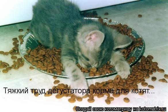 Тяжкий труд дегустатора корма для котят...... Котоматрица: Тяжкий труд дегустатора корма для котят...