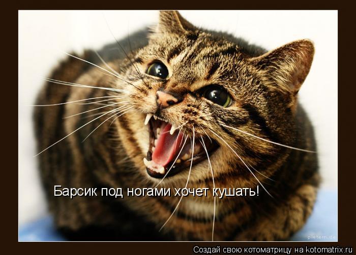 Барсик под ногами хочет кушать!... Котоматрица: Барсик под ногами хочет кушать!