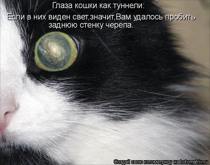 Котоматрица: Глаза кошки как туннели: Если в них виден свет,значит,Вам удалось пробить заднюю стенку черепа.
