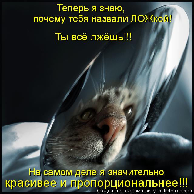 Котоматрица: почему тебя назвали ЛОЖкой! На самом деле я значительно  красивее и пропорциональнее!!! Теперь я знаю,  Ты всё лжёшь!!!