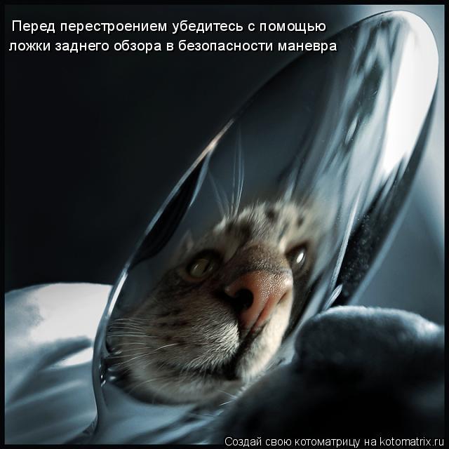 Котоматрица: Перед перестроением убедитесь с помощью ложки заднего обзора в безопасности маневра