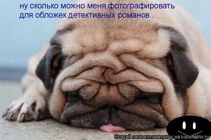 ну сколько можно меня фотографировать для обложек детективных романов..... Котоматрица: ну сколько можно меня фотографировать для обложек детективных романов..