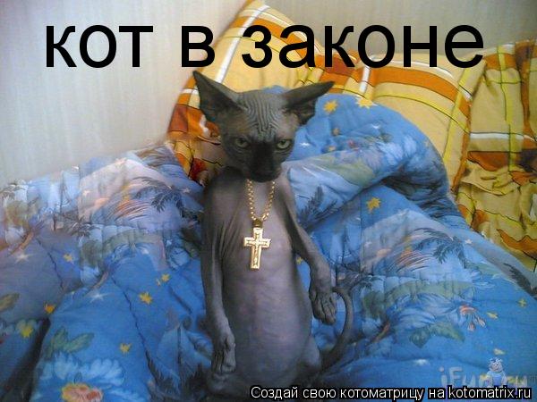 кот в законе... Котоматрица: кот в законе
