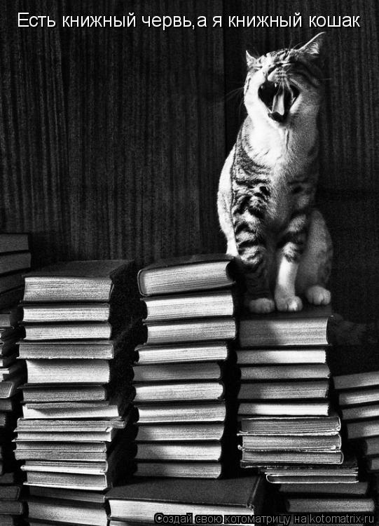 Есть книжный червь,а я книжный кошак... Котоматрица: Есть книжный червь,а я книжный кошак