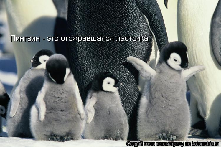 Пингвин - это отожравшаяся ласточка.... Котоматрица: Пингвин - это отожравшаяся ласточка.