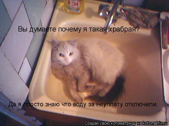 Вы думаете почему я такая храбрая? Да я просто знаю что воду за неуплату отключили.... Котоматрица: Вы думаете почему я такая храбрая? Да я просто знаю что воду за неуплату отключили.
