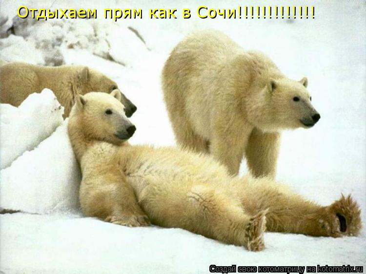 Отдыхаем прям как в Сочи!!!!!!!!!!!!!... Котоматрица: Отдыхаем прям как в Сочи!!!!!!!!!!!!!