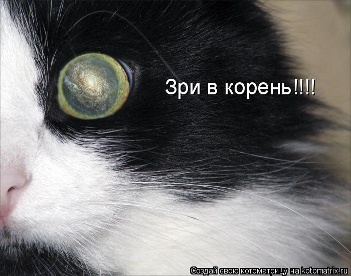 Зри в корень!!!!... Котоматрица: Зри в корень!!!!