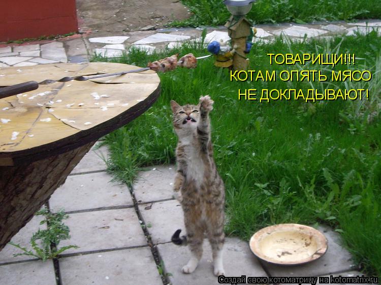 ТОВАРИЩИ!!! КОТАМ ОПЯТЬ МЯСО НЕ ДОКЛАДЫВАЮТ!... Котоматрица: ТОВАРИЩИ!!! КОТАМ ОПЯТЬ МЯСО НЕ ДОКЛАДЫВАЮТ!