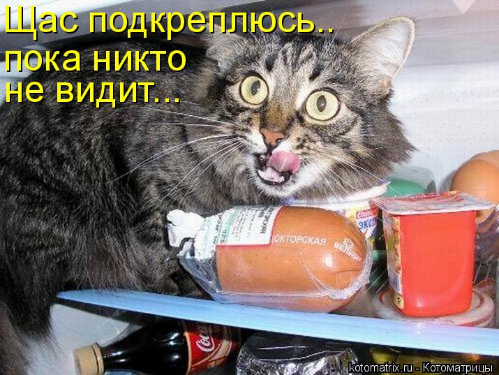 Котоматрица: Щас подкреплюсь.. пока никто не видит...