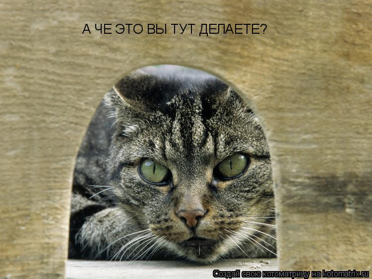 Котоматрица: А ЧЕ ЭТО ВЫ ТУТ ДЕЛАЕТЕ?