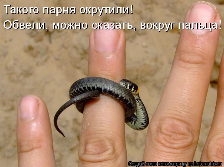 Котоматрица: Такого парня окрутили!   Обвели, можно сказать, вокруг пальца!