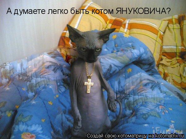 А думаете легко быть котом ЯНУКОВИЧА?... Котоматрица: А думаете легко быть котом ЯНУКОВИЧА?