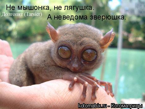Не мышонка, не лягушка. А неведома зверюшка.... Котоматрица: Не мышонка, не лягушка. А неведома зверюшка.