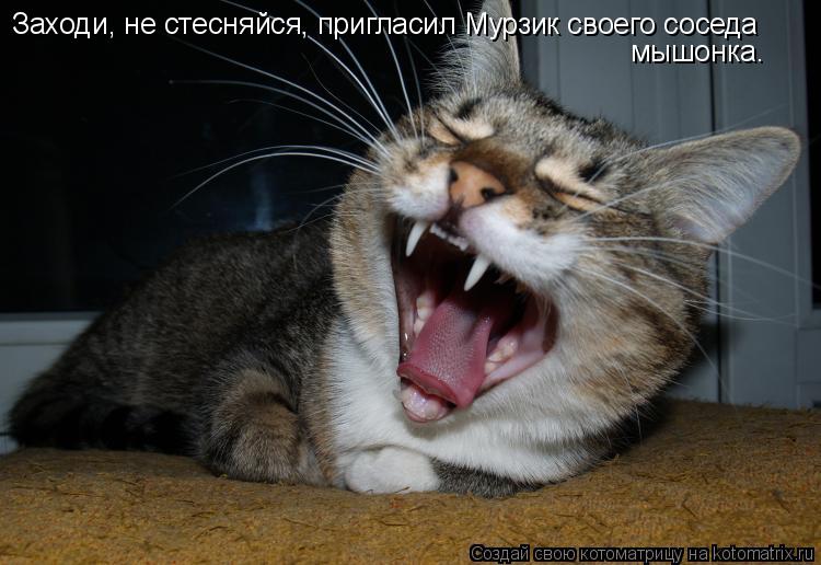 Котоматрица: Заходи, не стесняйся, пригласил Мурзик своего соседа мышонка.