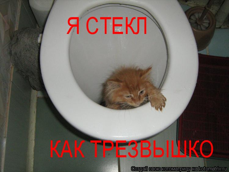 Котоматрица: Я СТЕКЛ КАК ТРЕЗВЫШКО