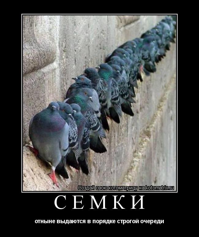 Семки отныне выдаются в порядке строгой очереди... Котоматрица: Семки отныне выдаются в порядке строгой очереди