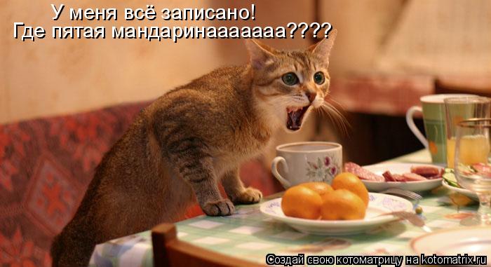У меня всё записано! Где пятая мандаринааааааа????... Котоматрица: У меня всё записано! Где пятая мандаринааааааа????