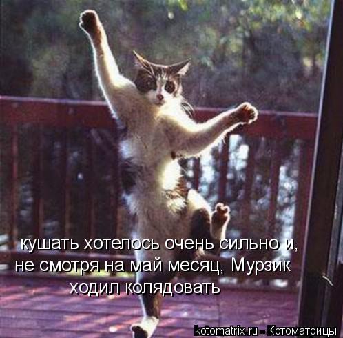 кушать хотелось очень сильно и, не смотря на май месяц, Мурзик ходил колядовать... Котоматрица: кушать хотелось очень сильно и, не смотря на май месяц, Мурзик ходил колядовать