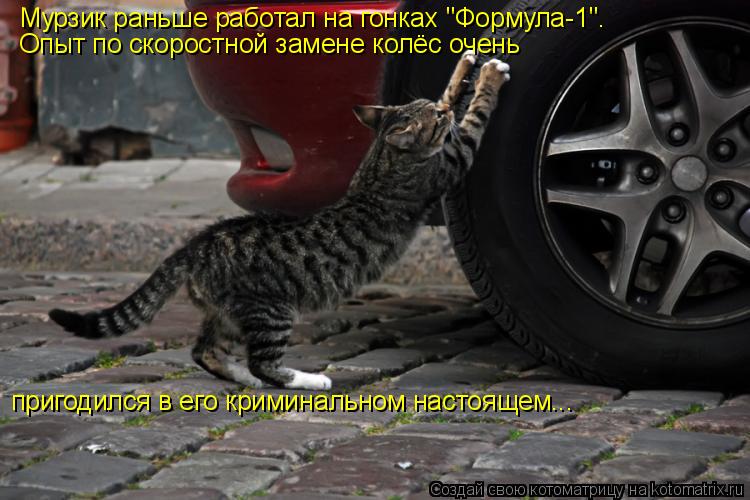 Мурзик раньше работал на гонках "Формула-1". Опыт по скоростной замене колёс очень пригодился в его к... Котоматрица: Мурзик раньше работал на гонках "Формула-1". Опыт по скоростной замене колёс очень пригодился в его криминальном настоящем...