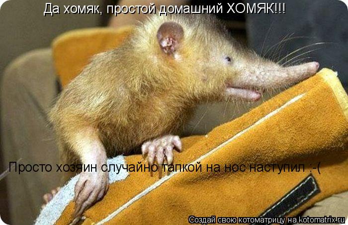 Котоматрица: Да хомяк, простой домашний ХОМЯК!!! Просто хозяин случайно тапкой на нос наступил :-(