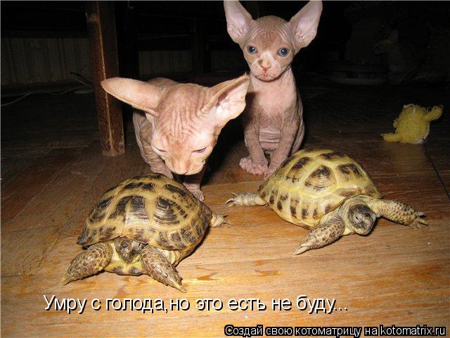Котоматрица: Умру с голода,но это есть не буду...