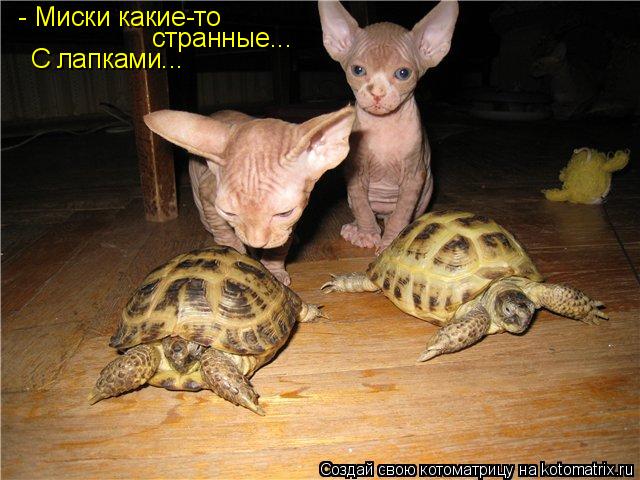 - Миски какие-то странные... С лапками...... Котоматрица: - Миски какие-то странные... С лапками...