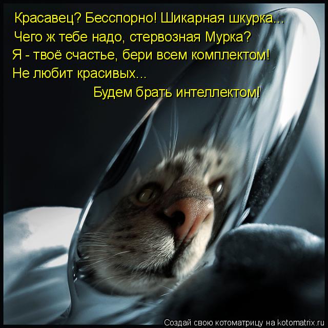 Красавец? Бесспорно! Шикарная шкурка... Чего ж тебе надо, стервозная Мурка? Я - твоё счастье, бери в... Котоматрица: Красавец? Бесспорно! Шикарная шкурка... Чего ж тебе надо, стервозная Мурка? Я - твоё счастье, бери всем комплектом! Не любит красивых... Будем б