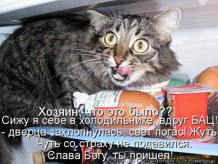 Хозяин, что это было?? Сижу я себе в холодильнике, вдруг БАЦ! - дверца захлопнулась, свет погас! Жу... Котоматрица: Хозяин, что это было?? Сижу я себе в холодильнике, вдруг БАЦ! - дверца захлопнулась, свет погас! Жуть! Чуть со страху не подавился. Слава Богу