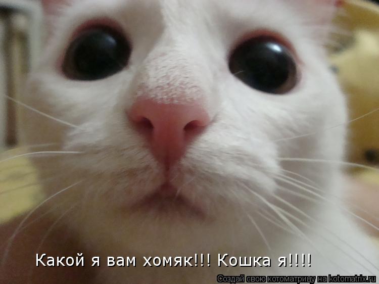 Котоматрица: Какой я вам хомяк!!! Кошка я!!!!