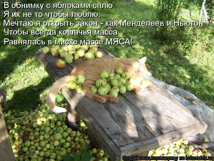 В обнимку с яблоками сплю Я их не то чтобы люблю: Мечтаю я открыть закон - как Менделеев и Ньютон Что... Котоматрица: В обнимку с яблоками сплю Я их не то чтобы люблю: Мечтаю я открыть закон - как Менделеев и Ньютон Чтобы всегда кошачья масса Равнялась в миск