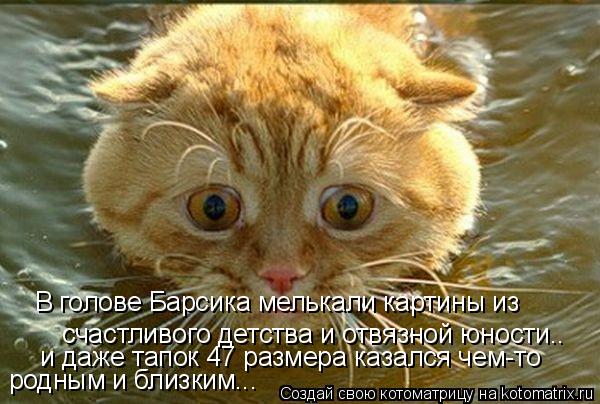 В голове Барсика мелькали картины из счастливого детства и отвязной юности.. и даже тапок 47 р... Котоматрица: В голове Барсика мелькали картины из счастливого детства и отвязной юности.. и даже тапок 47 размера казался чем-то родным и близким...