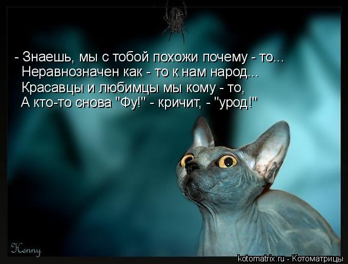 - Знаешь, мы с тобой похожи почему - то... Неравнозначен как - то к нам народ... Красавцы и любимцы м... Котоматрица: - Знаешь, мы с тобой похожи почему - то... Неравнозначен как - то к нам народ... Красавцы и любимцы мы кому - то, А кто-то снова "Фу!" - кричит, - "ур