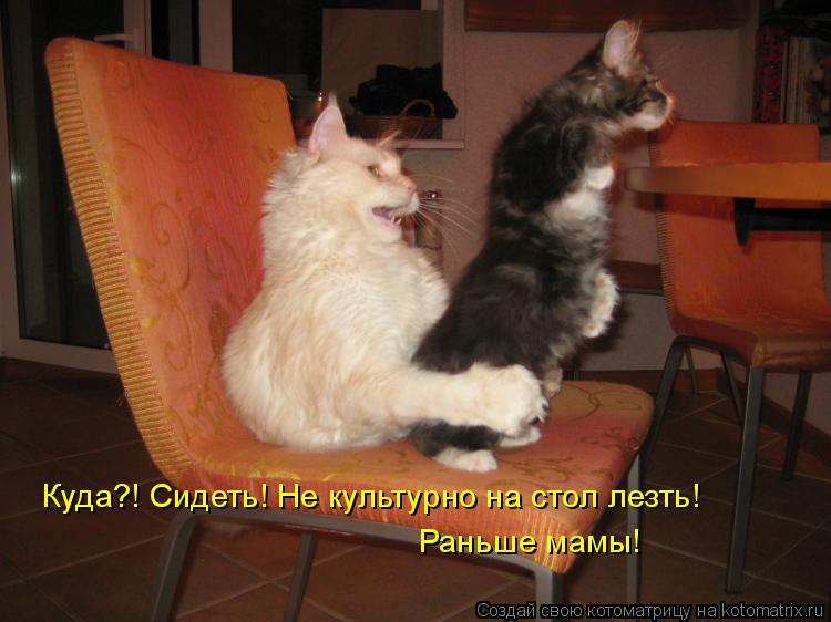 Куда?! Сидеть! Не культурно на стол лезть! Раньше мамы!... Котоматрица: Куда?! Сидеть! Не культурно на стол лезть! Раньше мамы!