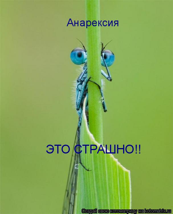 Анарексия ЭТО СТРАШНО!!... Котоматрица: Анарексия ЭТО СТРАШНО!!