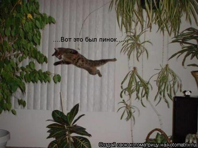 ....Вот это был пинок........ Котоматрица: ....Вот это был пинок.....