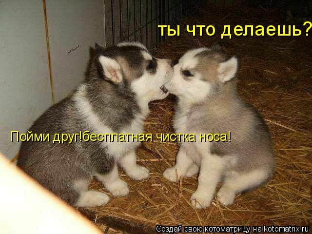 ты что делаешь? Пойми друг!бесплатная чистка носа!... Котоматрица: ты что делаешь? Пойми друг!бесплатная чистка носа!