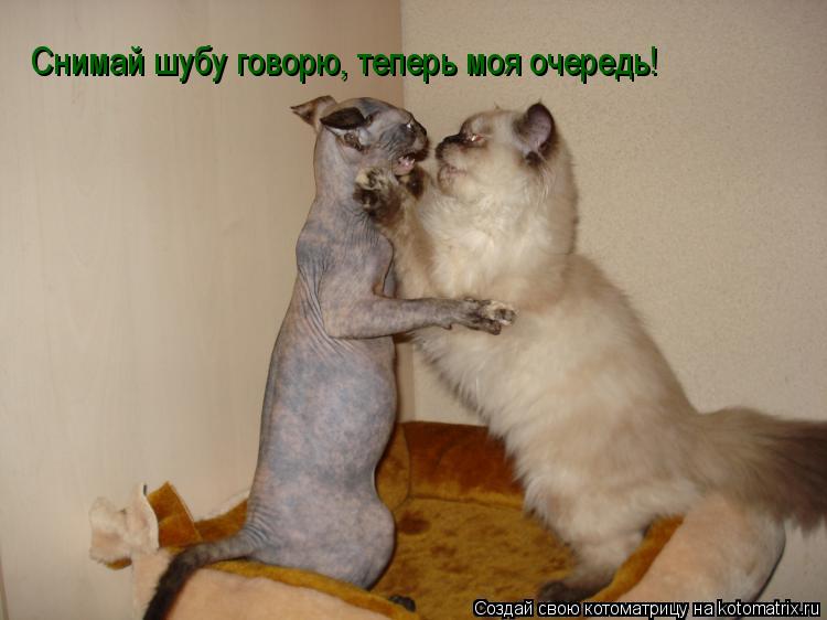 Котоматрица: Снимай шубу говорю, теперь моя очередь!