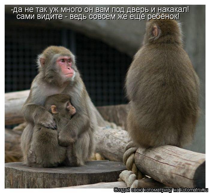 -да не так уж много он вам под дверь и накакал! сами видите - ведь совсем же ещё ребёнок!... Котоматрица: -да не так уж много он вам под дверь и накакал! сами видите - ведь совсем же ещё ребёнок!