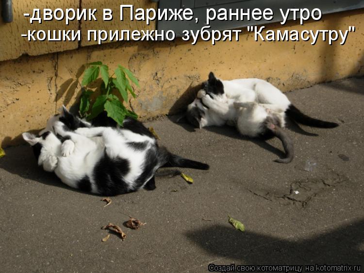 -кошки прилежно зубрят "Камасутру" -дворик в Париже, раннее утро... Котоматрица: -кошки прилежно зубрят "Камасутру" -дворик в Париже, раннее утро