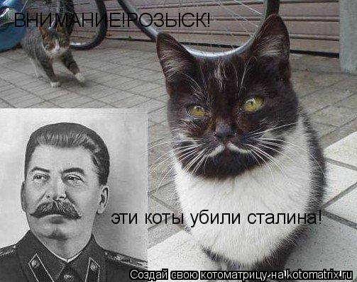 Котоматрица: ВНИМАНИЕ!РОЗЫСК! эти коты убили сталина!