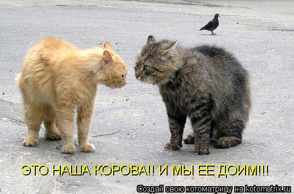 ЭТО НАША КОРОВА!! И МЫ ЕЕ ДОИМ!!!... Котоматрица: ЭТО НАША КОРОВА!! И МЫ ЕЕ ДОИМ!!!
