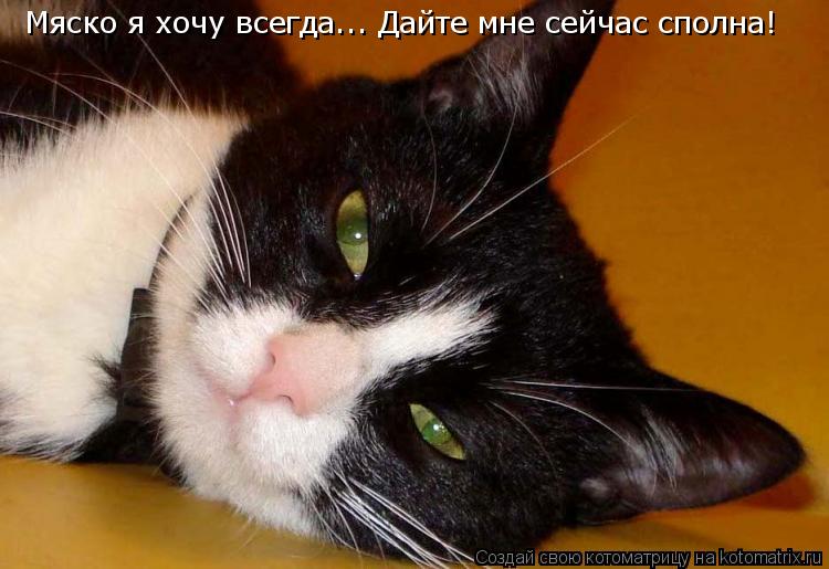 Мяско я хочу всегда... Дайте мне сейчас сполна!... Котоматрица: Мяско я хочу всегда... Дайте мне сейчас сполна!