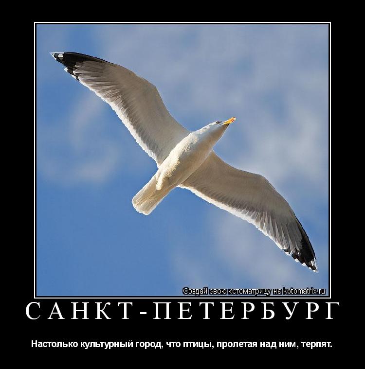 САНКТ-ПЕТЕРБУРГ Настолько культурный город, что птицы, пролетая над ним, терпят.... Котоматрица: САНКТ-ПЕТЕРБУРГ Настолько культурный город, что птицы, пролетая над ним, терпят.
