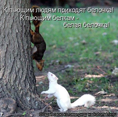 К пьющим людям приходят белочка! К пьющим белкам - белая белочка!... Котоматрица: К пьющим людям приходят белочка! К пьющим белкам - белая белочка!