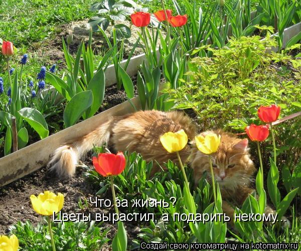 Что за жизнь? Цветы вырастил, а подарить некому...... Котоматрица: Что за жизнь? Цветы вырастил, а подарить некому...